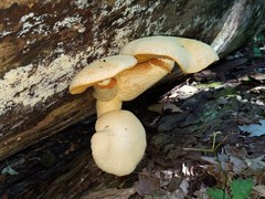 Gymnopilus subspectabilis