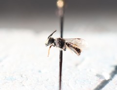 Protandrena albitarsis