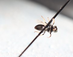 Protandrena albitarsis