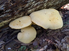 Gymnopilus subspectabilis