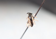 Protandrena albitarsis