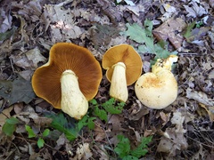 Gymnopilus subspectabilis