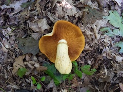 Gymnopilus subspectabilis