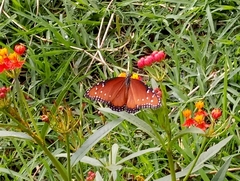 Danaus gilippus