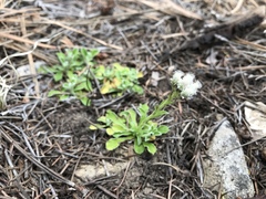 Antennaria marginata