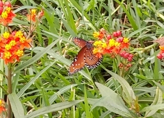 Danaus gilippus