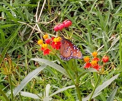Danaus gilippus