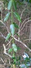 Tripodanthus acutifolius