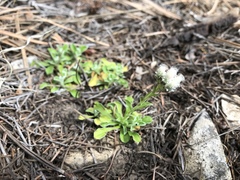 Antennaria marginata