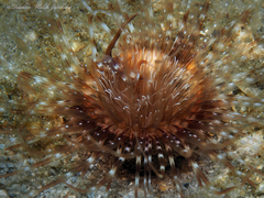 Ceriantheopsis americanus