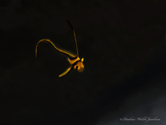 Eques lanceolatus