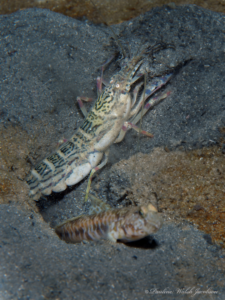 sand snapping shrimp