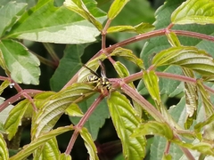 Stenodyneriellus guttulatus