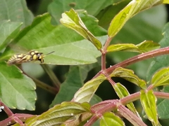 Stenodyneriellus guttulatus