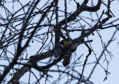 Parus major