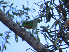 Chlorophonia occipitalis