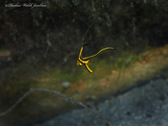 Eques lanceolatus