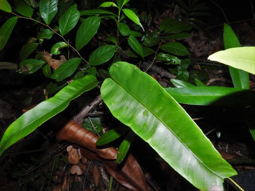 Syngramma alismifolia observed 2022-01-23