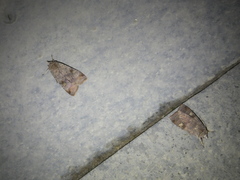 Diarsia canescens