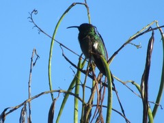 Anthracothorax aurulentus