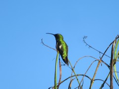 Anthracothorax aurulentus