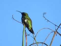 Anthracothorax aurulentus