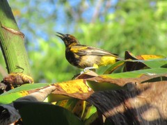 Icterus portoricensis