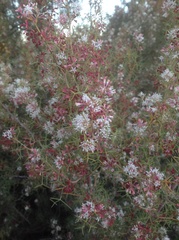 Grevillea xiphoidea