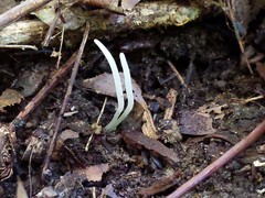 Clavaria falcata