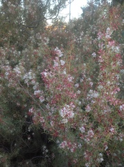 Grevillea xiphoidea