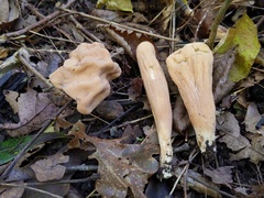 Clavariadelphus americanus