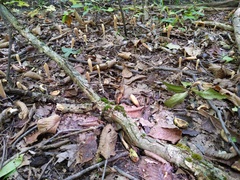 Clavariadelphus americanus