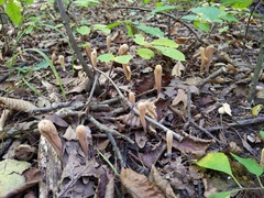 Clavariadelphus americanus