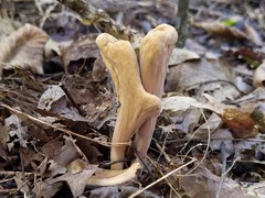 Clavariadelphus americanus