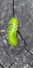 Automeris coresus