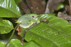 Lepidothrix coronata