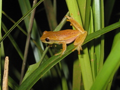 Dendropsophus rubicundulus