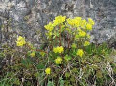 Helioscopia
