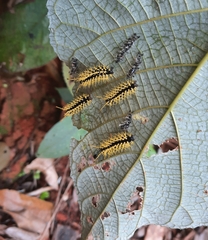 Colobura dirce