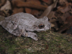 Dendropsophus seniculus