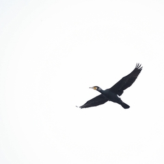 Phalacrocorax carbo