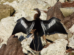 Anhinga anhinga leucogaster