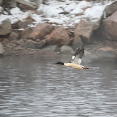 Mergus merganser
