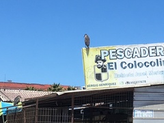 Nycticorax nycticorax