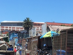 Nycticorax nycticorax