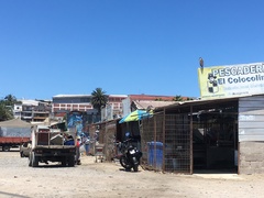 Nycticorax nycticorax