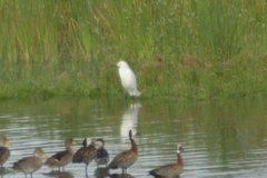 Egretta thula