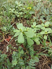 Portulaca oleracea