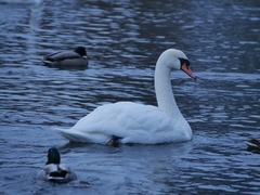 Cygnus olor