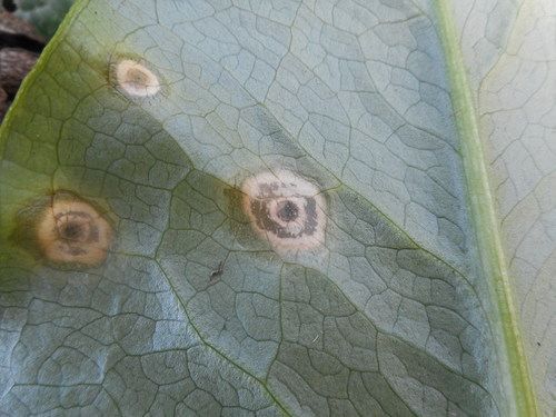 Spermosporina aricola